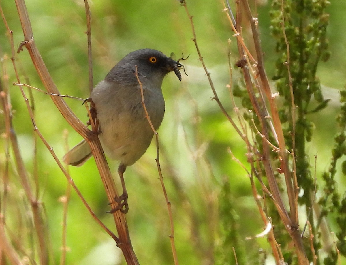 Yellow-eyed Junco - ML620453042