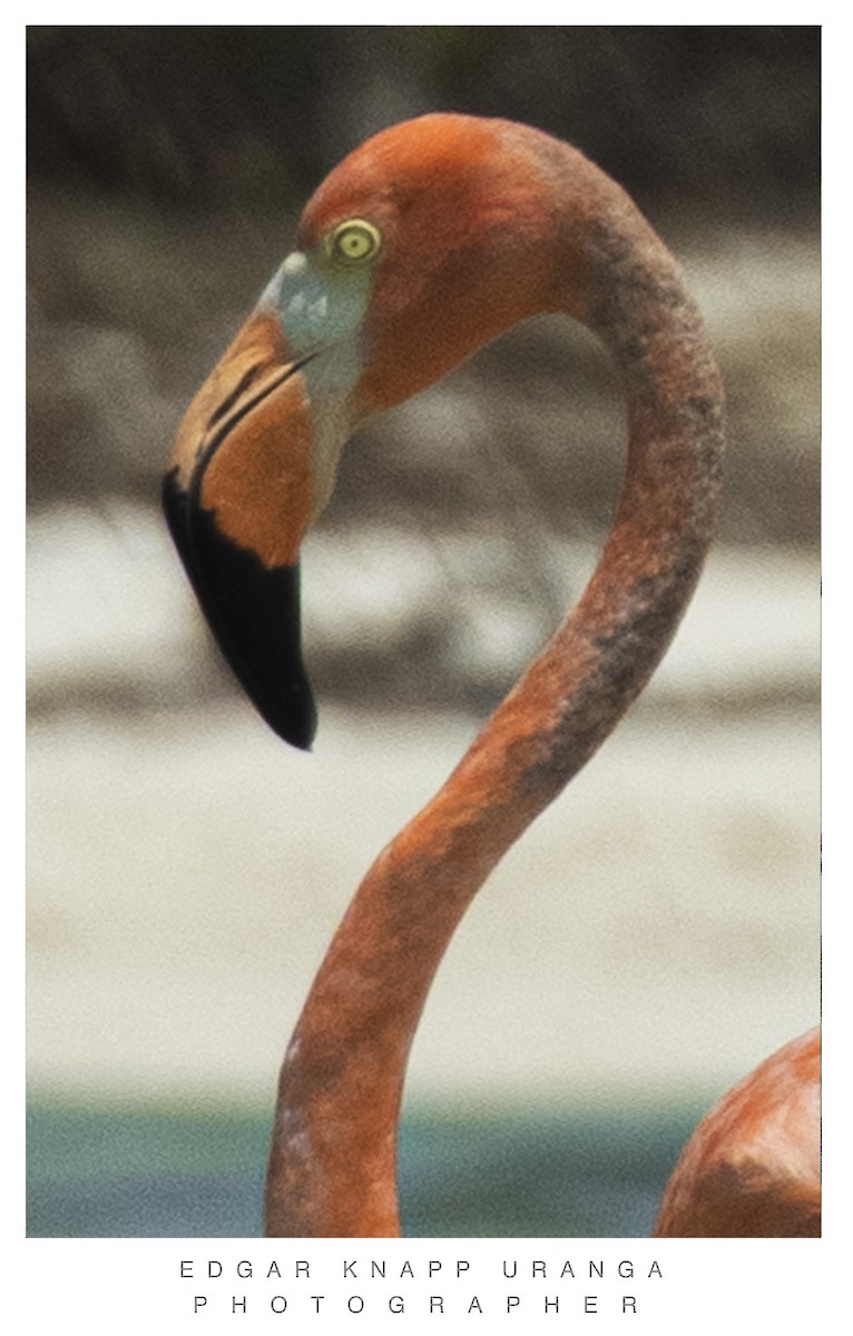 American Flamingo - Edgar Knapp Uranga