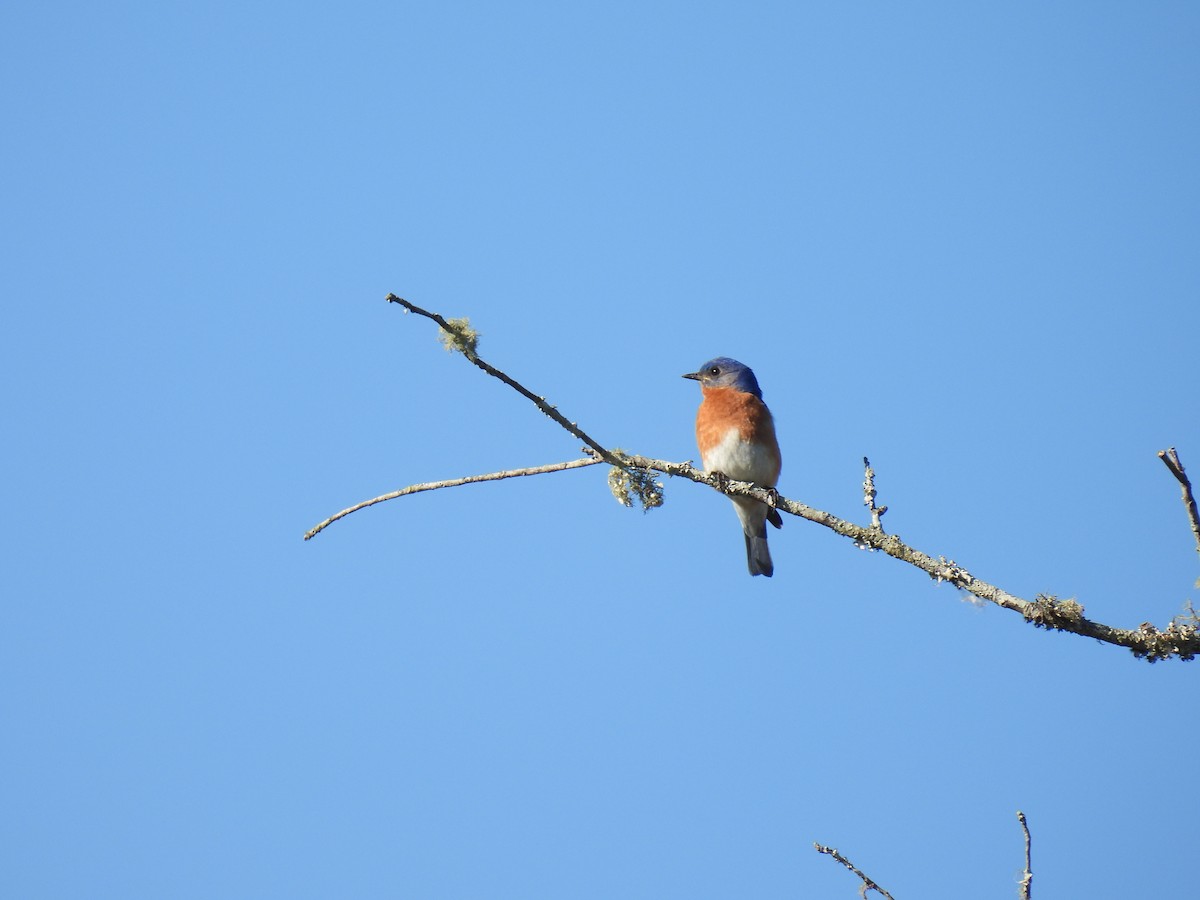 Eastern Bluebird - ML620453045