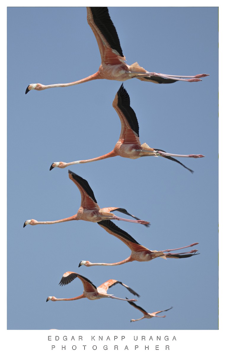 American Flamingo - Edgar Knapp Uranga