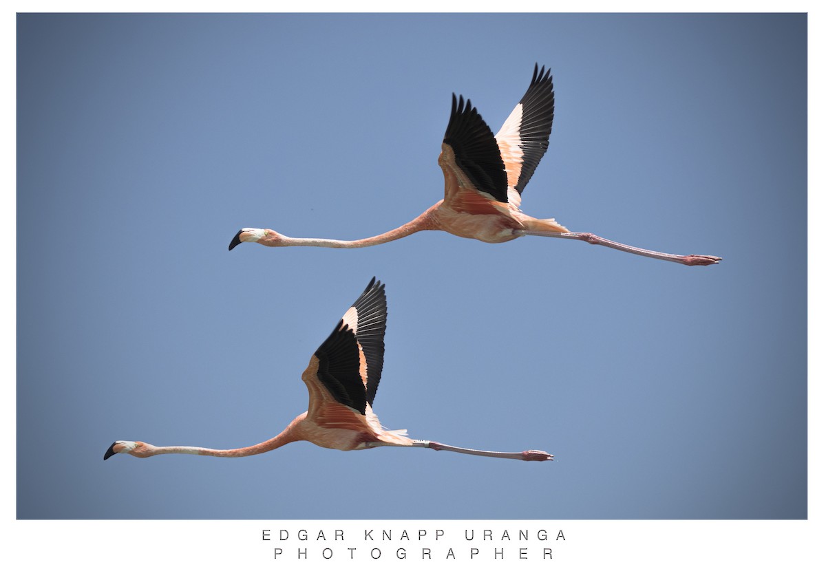 American Flamingo - Edgar Knapp Uranga