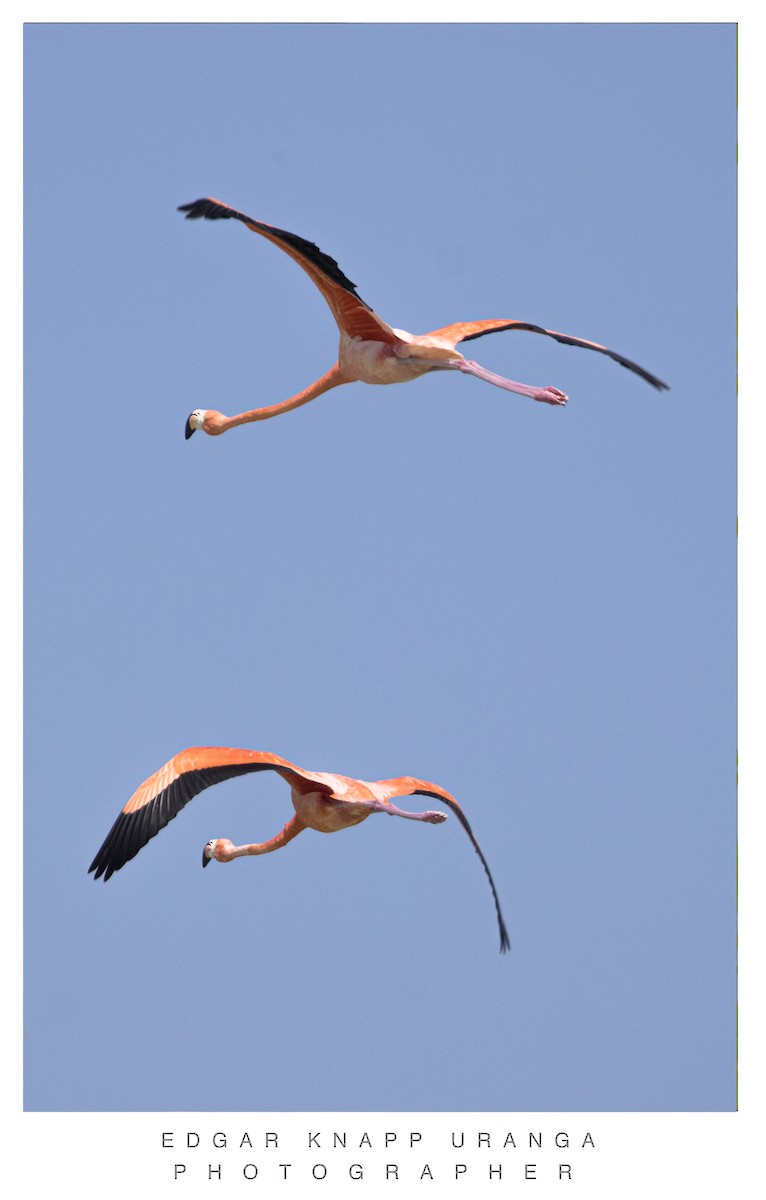 American Flamingo - ML620453052
