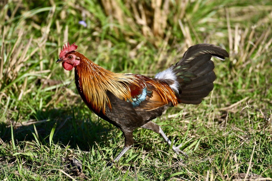 Bankivahuhn - ML620453065