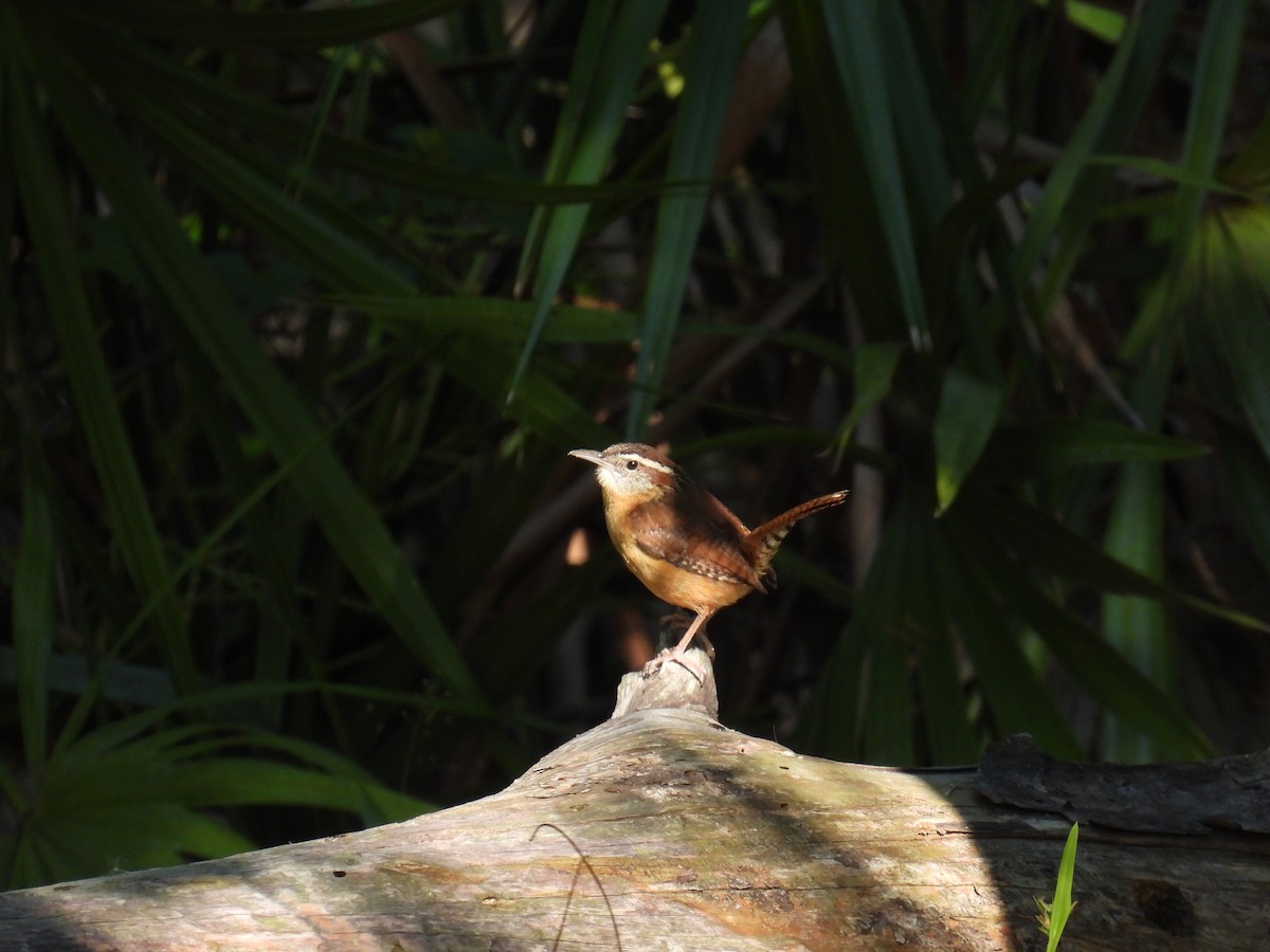 Carolina Wren - ML620453066