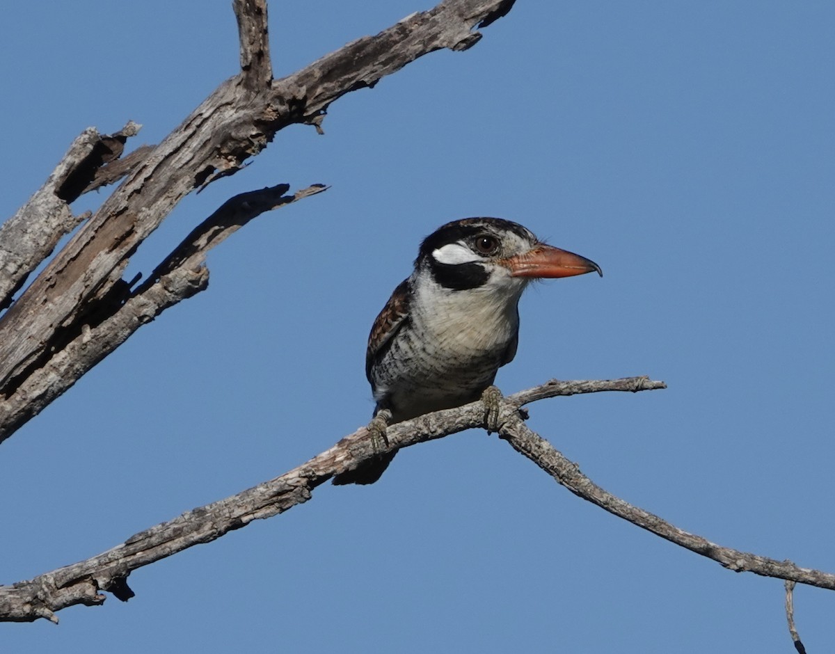 White-eared Puffbird - ML620453069