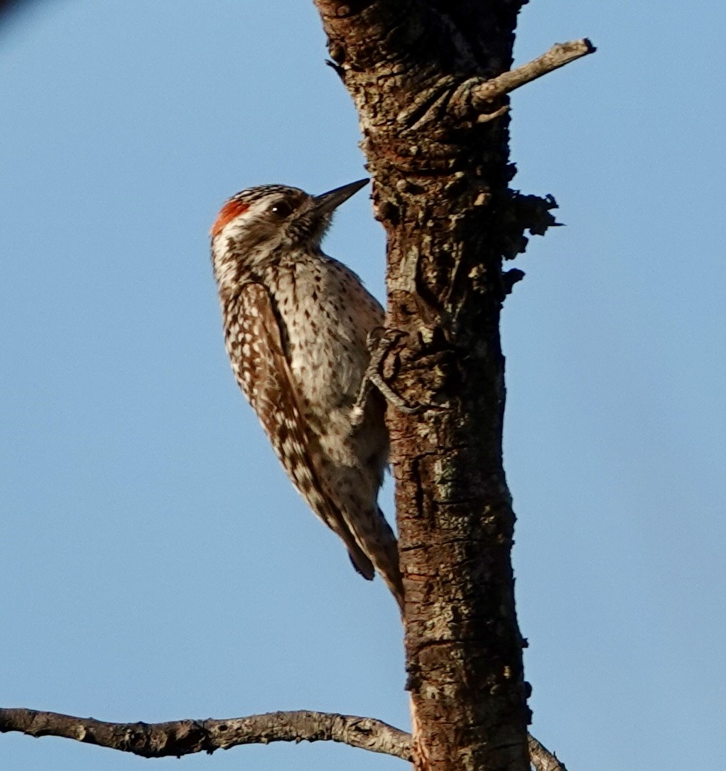 Checkered Woodpecker - ML620453081