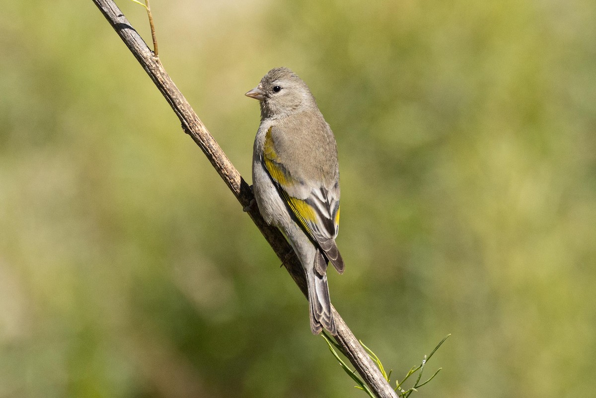 Lawrence's Goldfinch - ML620453082