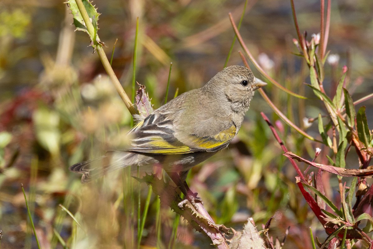 Lawrence's Goldfinch - ML620453083