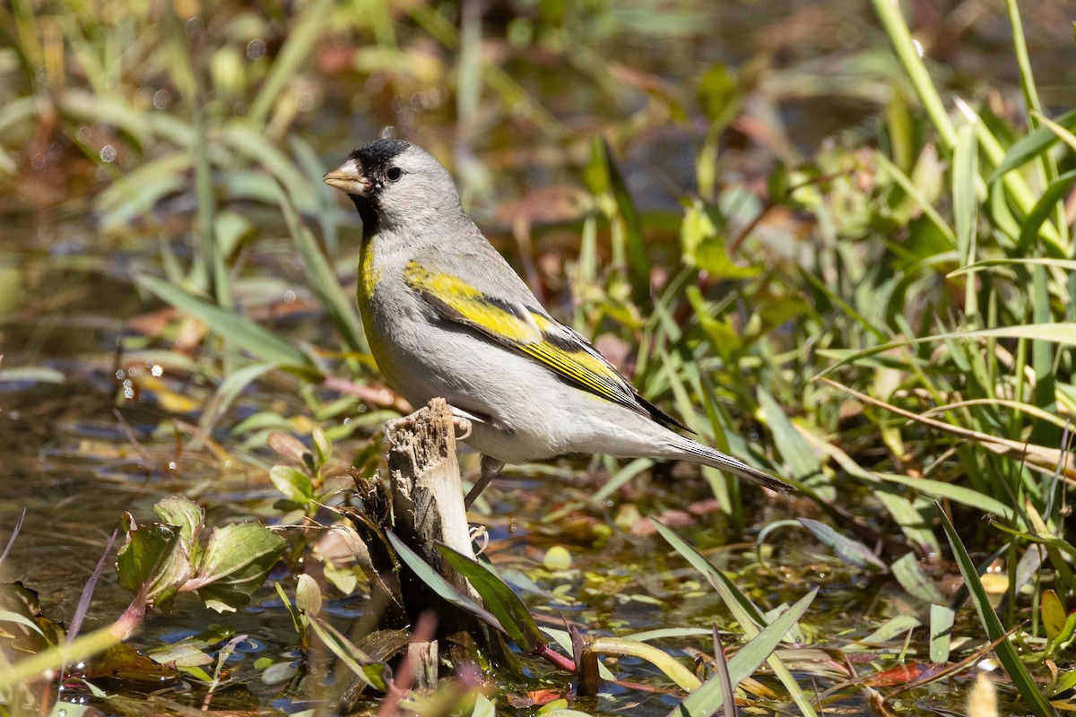 Lawrence's Goldfinch - ML620453084