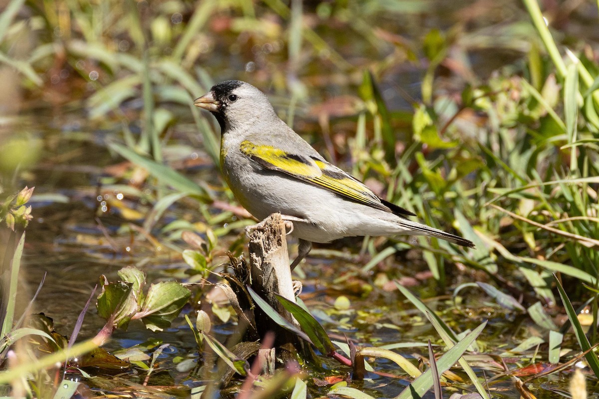 Lawrence's Goldfinch - ML620453085