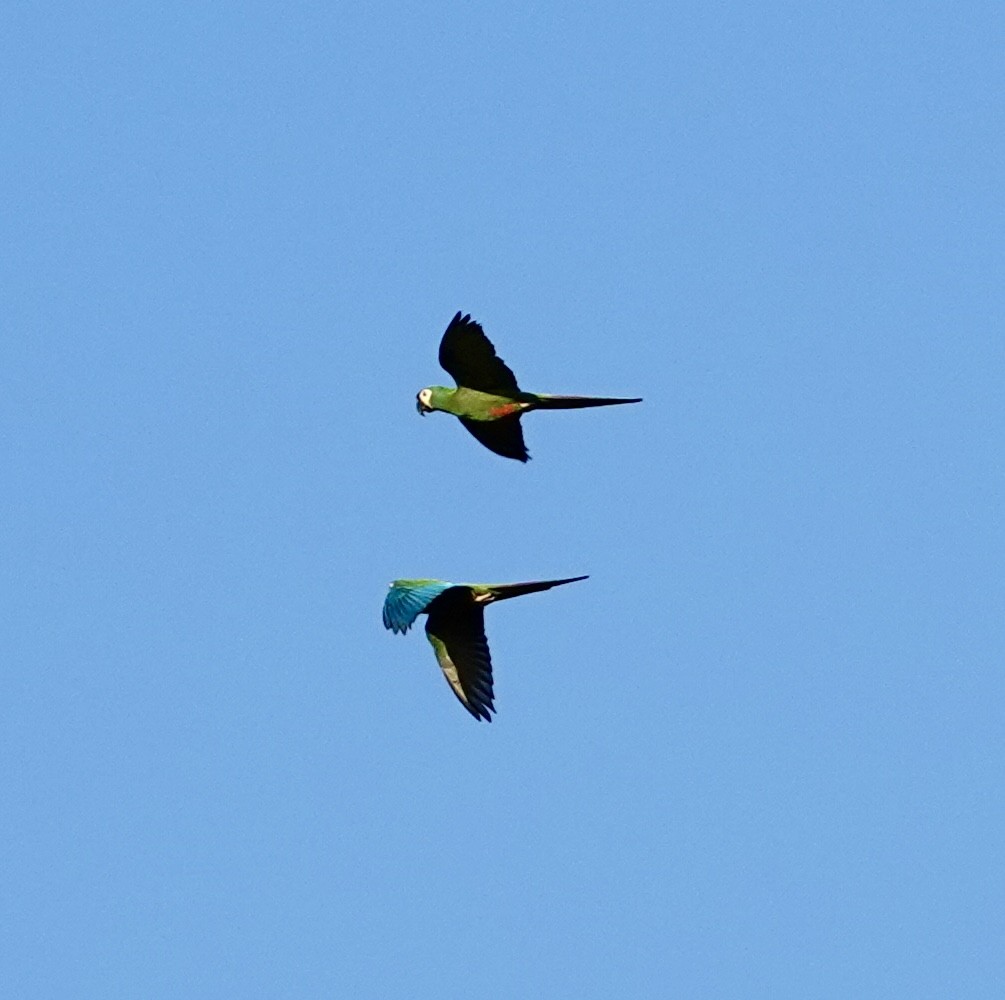 Guacamayo Maracaná - ML620453094