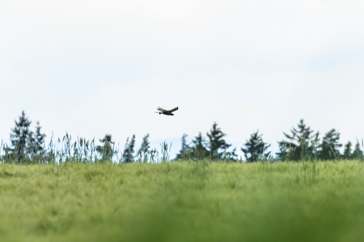 Western Marsh Harrier - ML620453096