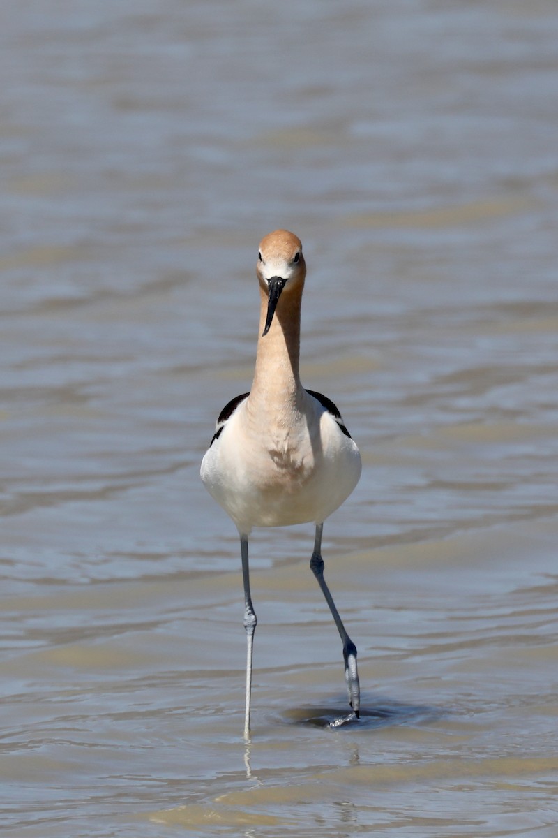 Avocette d'Amérique - ML620453098