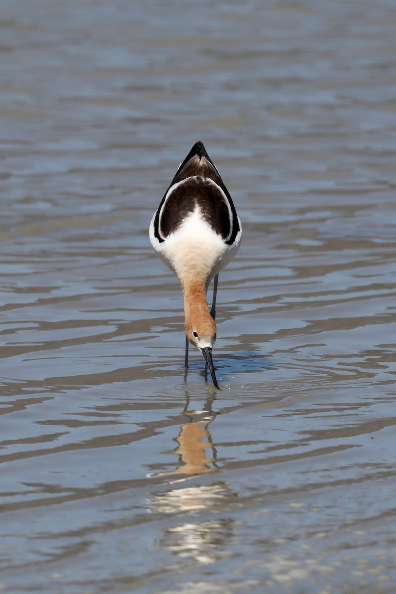 Avocette d'Amérique - ML620453099