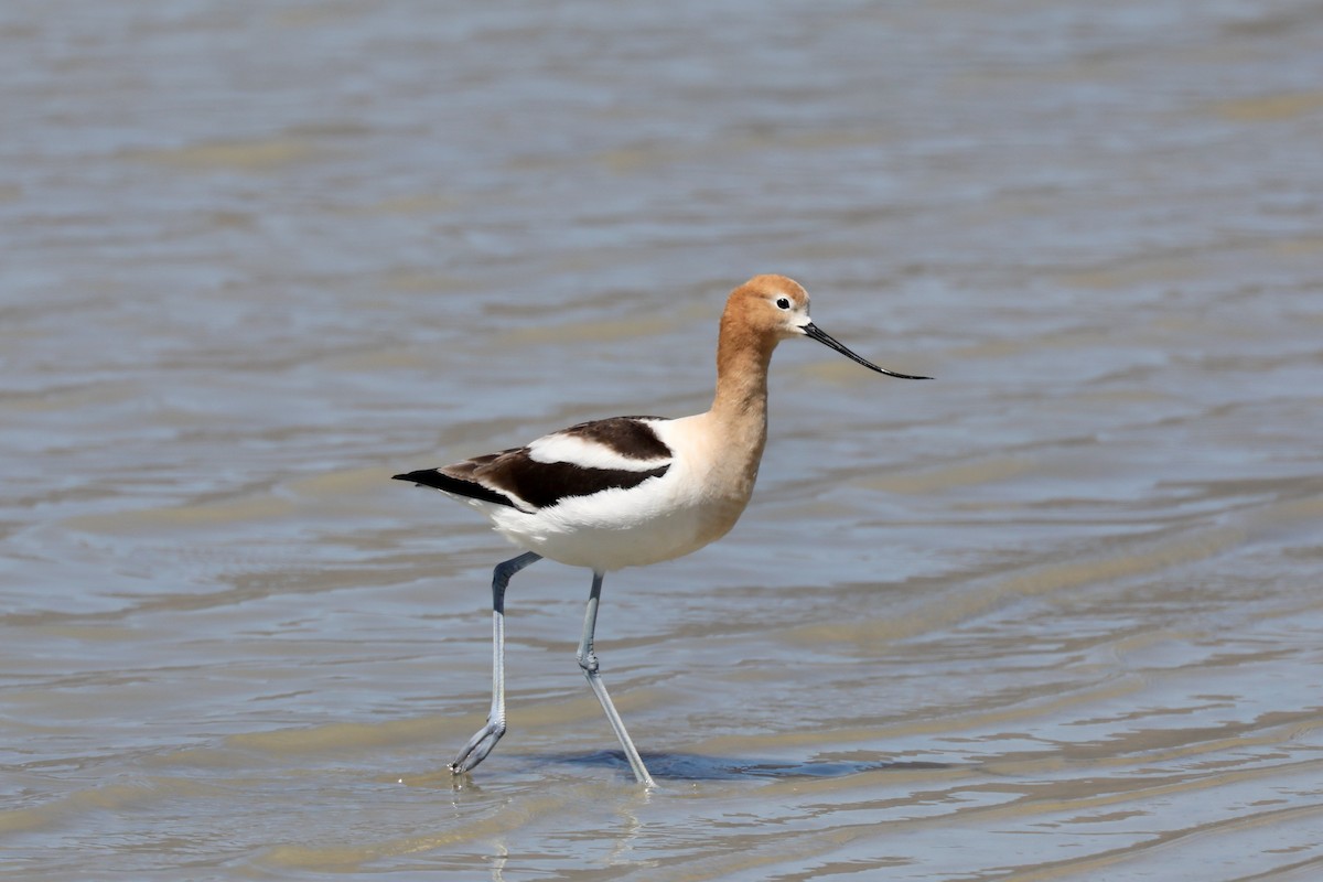 Avocette d'Amérique - ML620453102