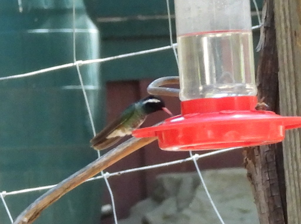 kolibřík bělouchý - ML620453108