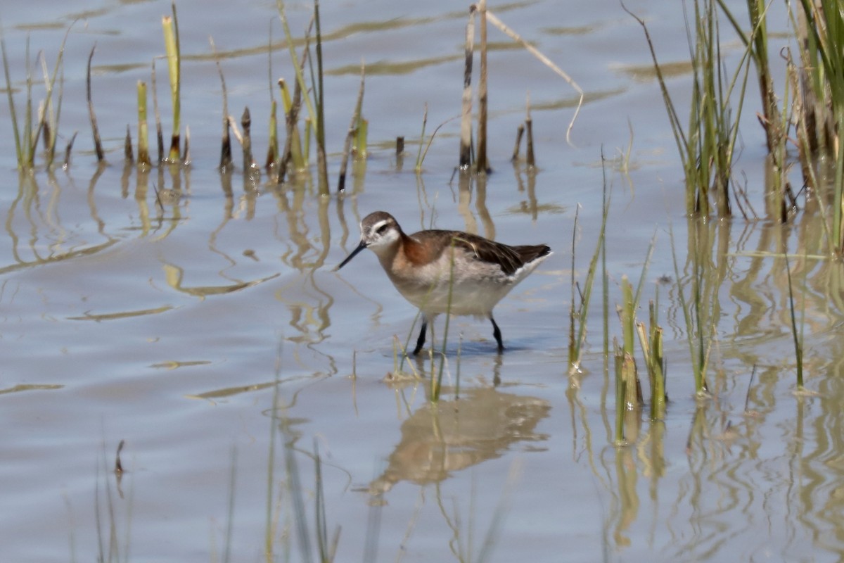 Wilson's Phalarope - ML620453136