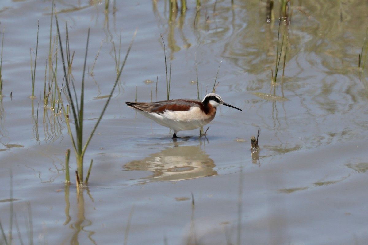 Falaropo Tricolor - ML620453138