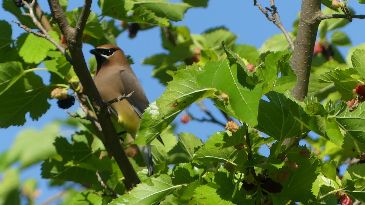 Cedar Waxwing - ML620453140