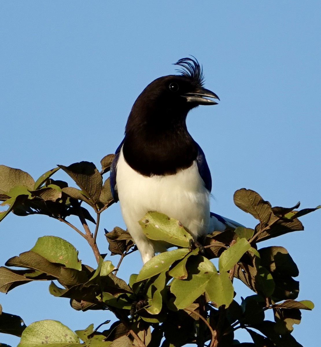Curl-crested Jay - ML620453141