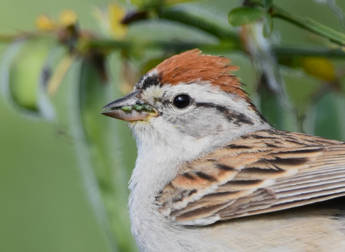 Chipping Sparrow - ML620453144