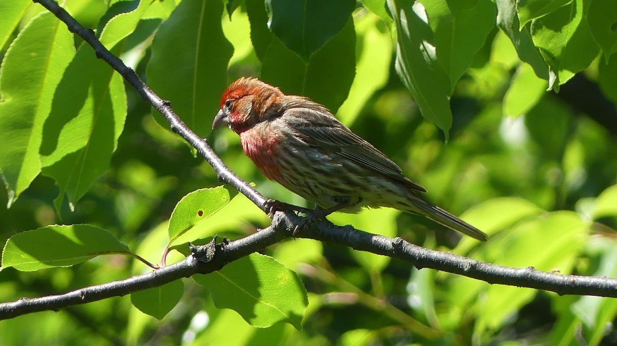 メキシコマシコ - ML620453146