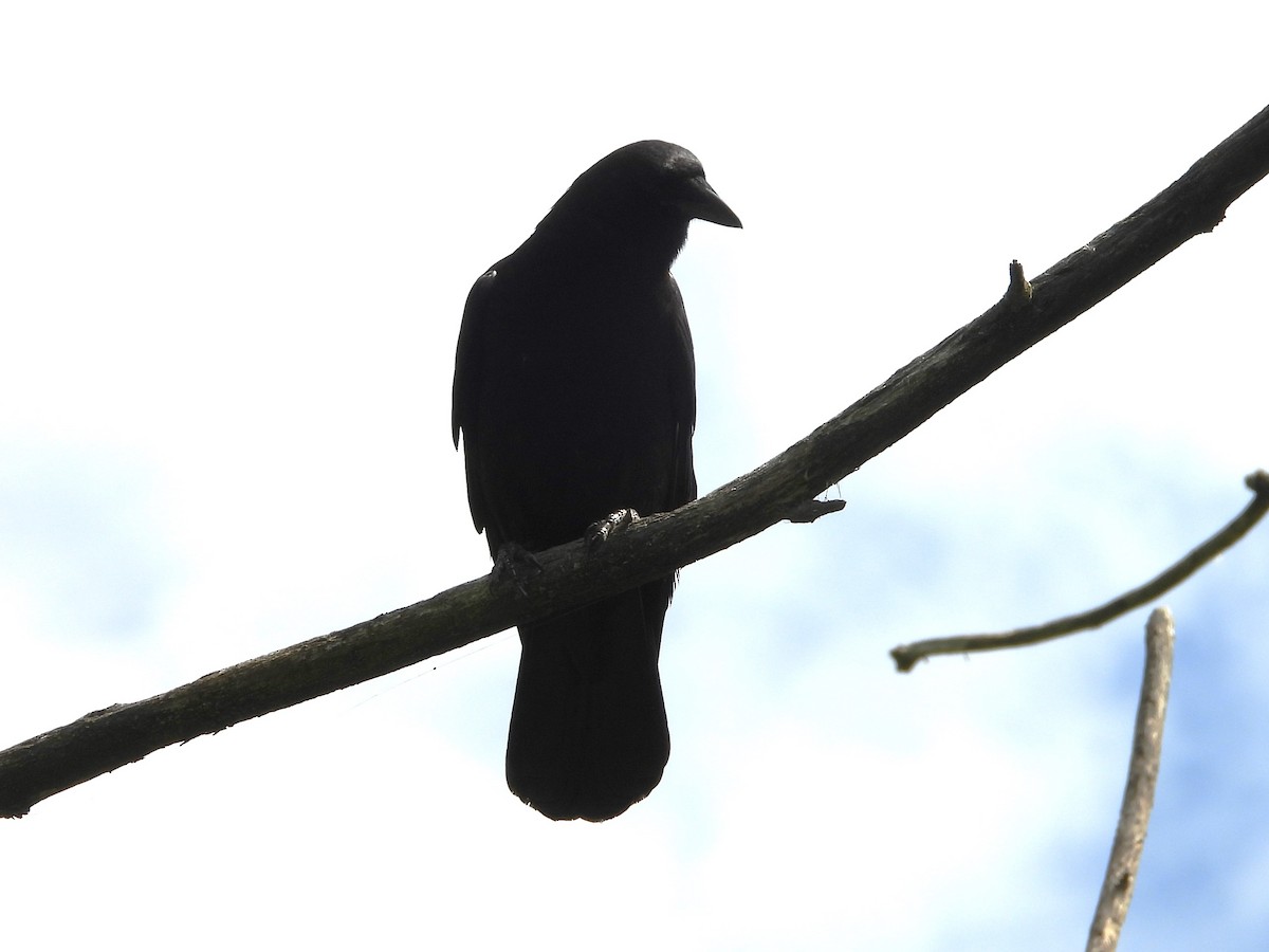 American Crow - ML620453152