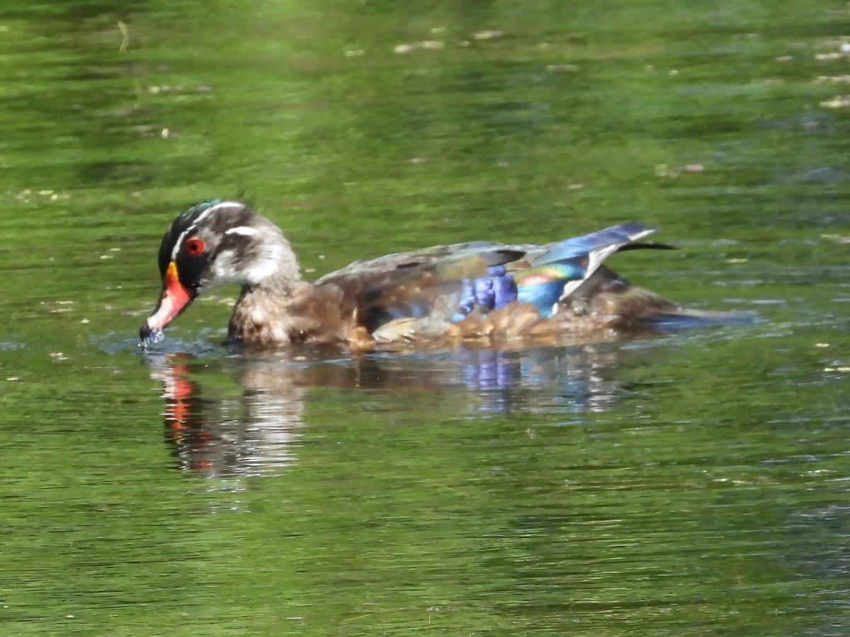 Wood Duck - ML620453163