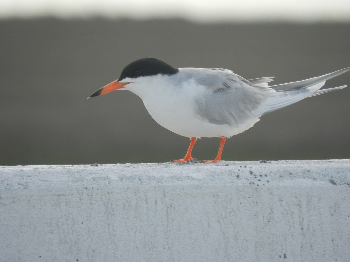 Forster's Tern - ML620453171