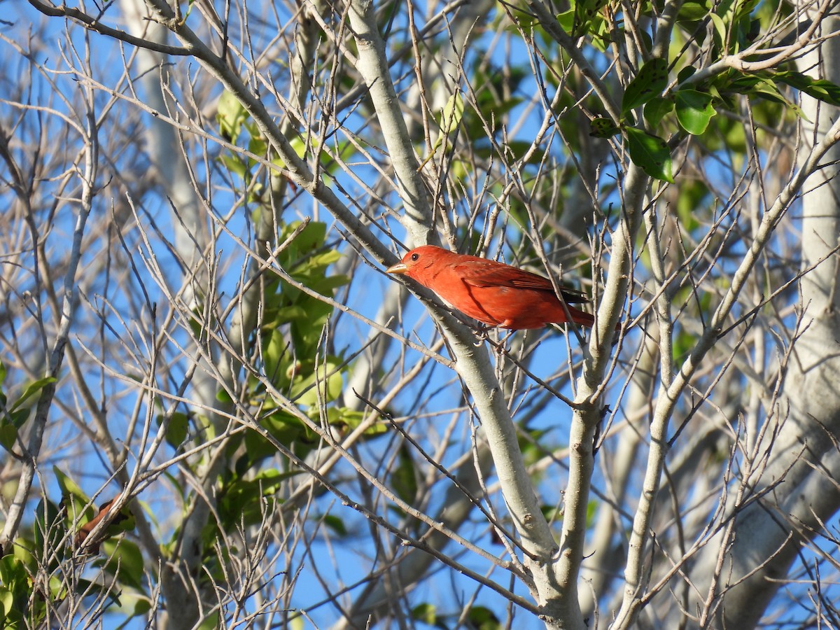 Summer Tanager - ML620453177