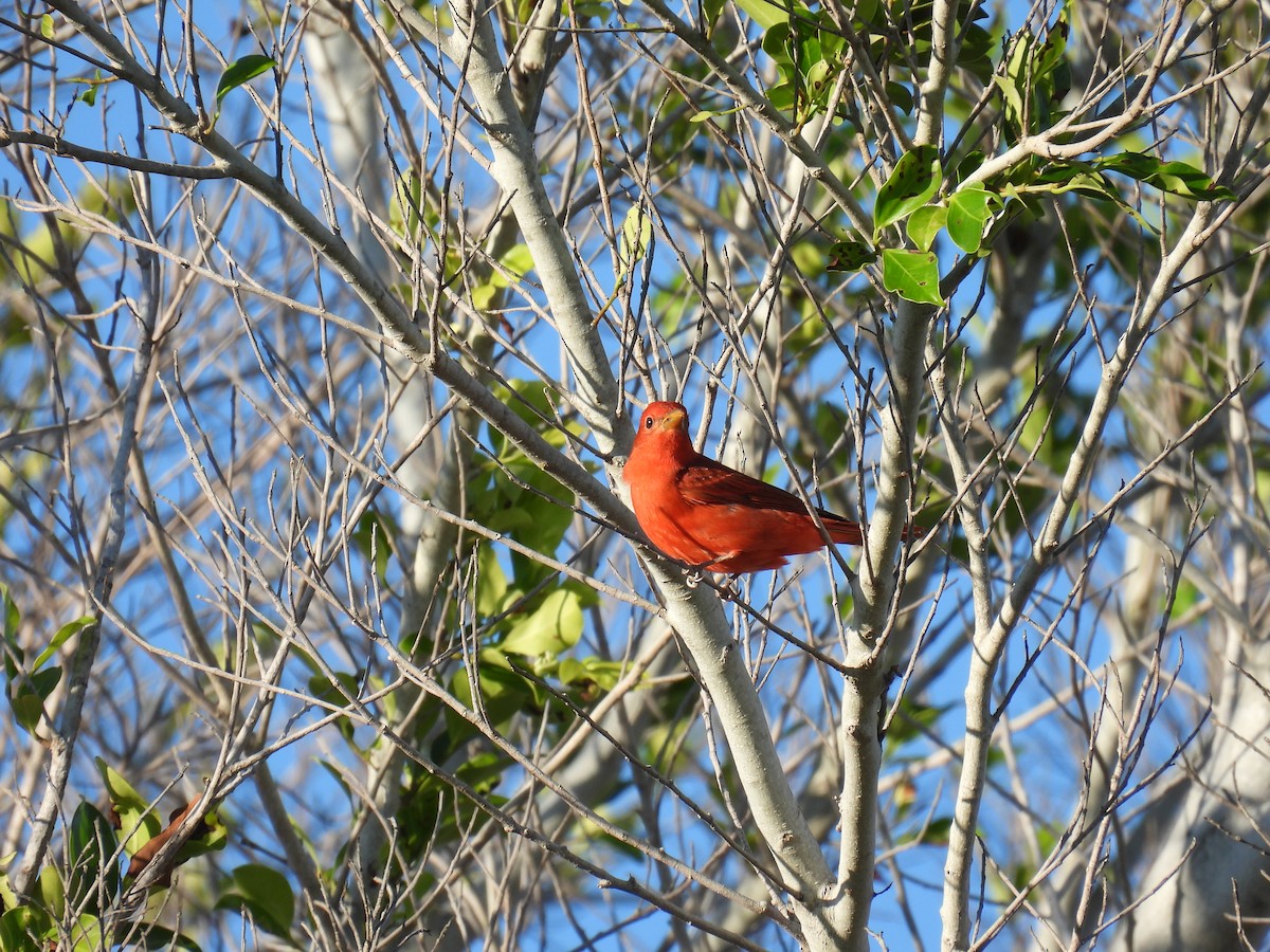 Summer Tanager - ML620453178