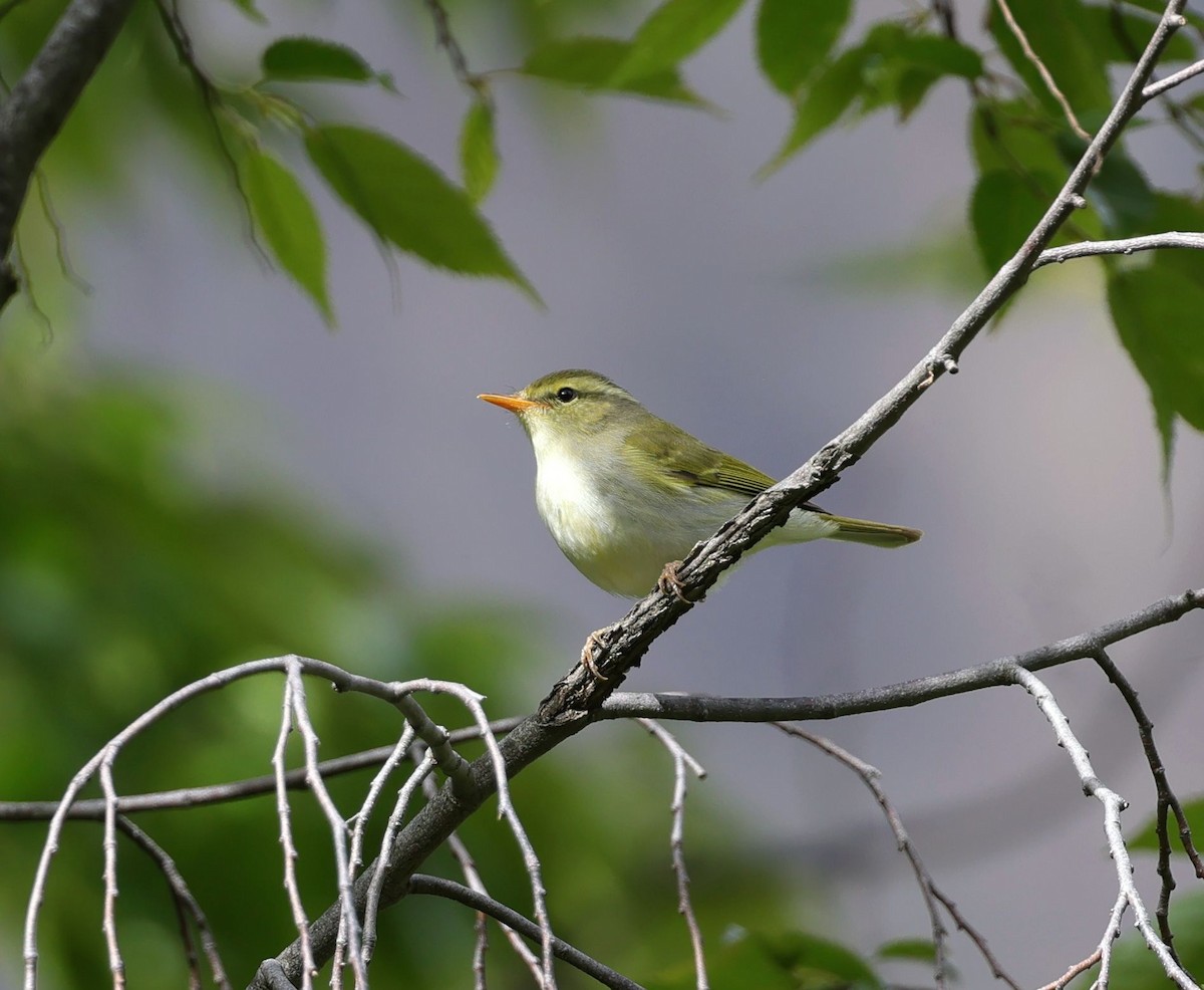 Western Crowned Warbler - ML620453179