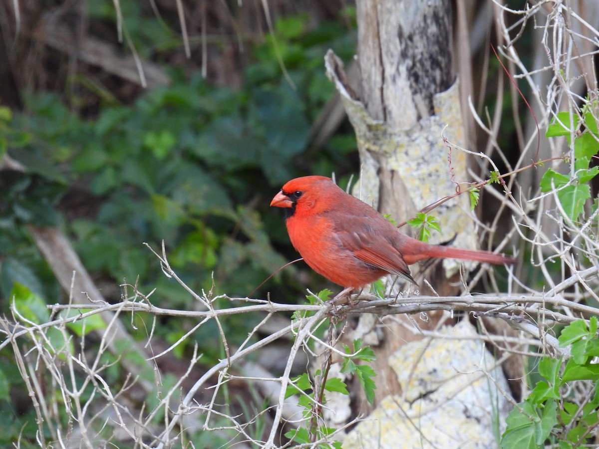 Cardinal rouge - ML620453184
