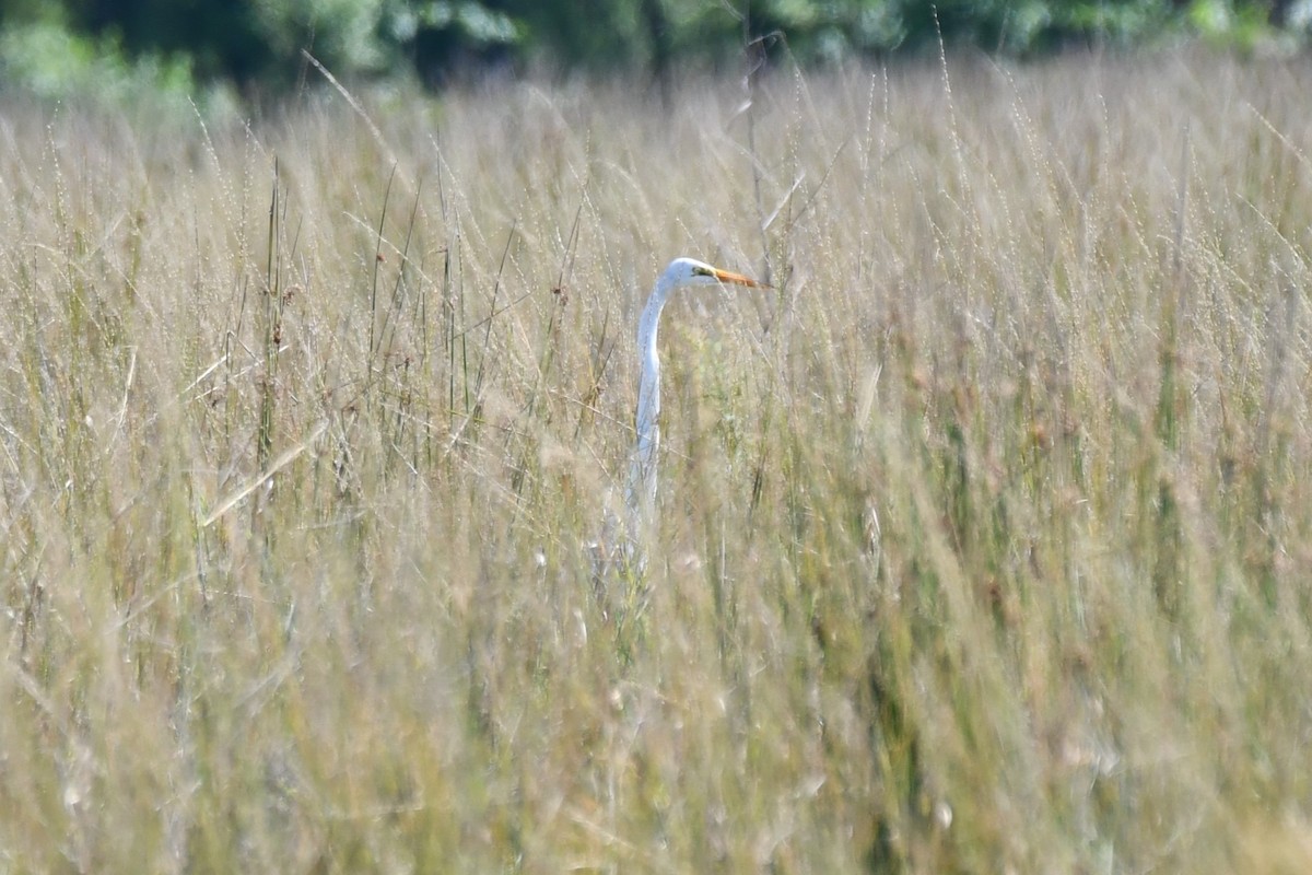 Great Egret - Carmen Ricer