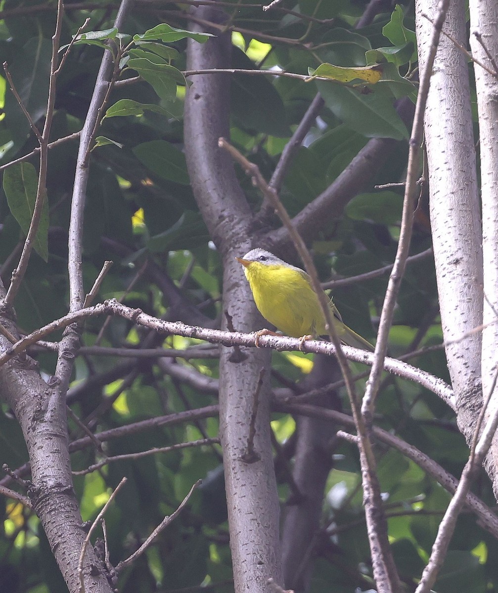 Gray-hooded Warbler - ML620453189