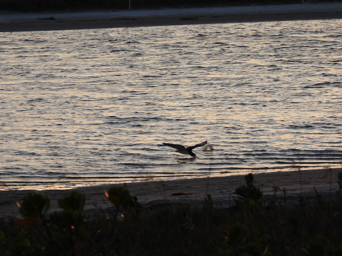 Black Skimmer - ML620453194