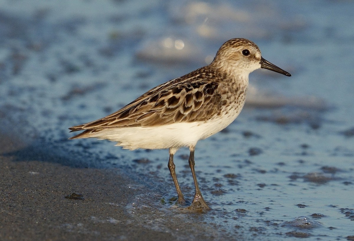 Sandstrandläufer - ML620453199