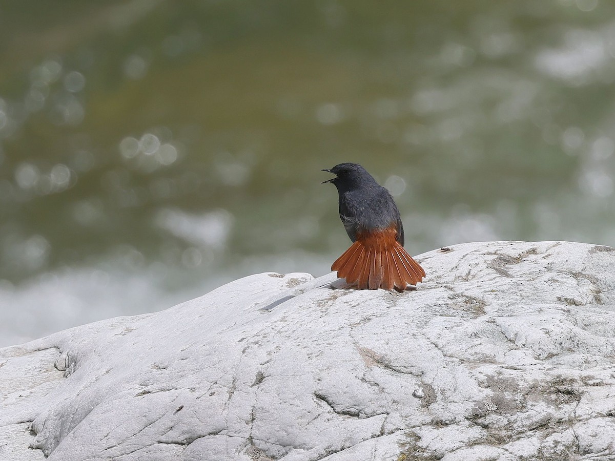 Plumbeous Redstart - ML620453201