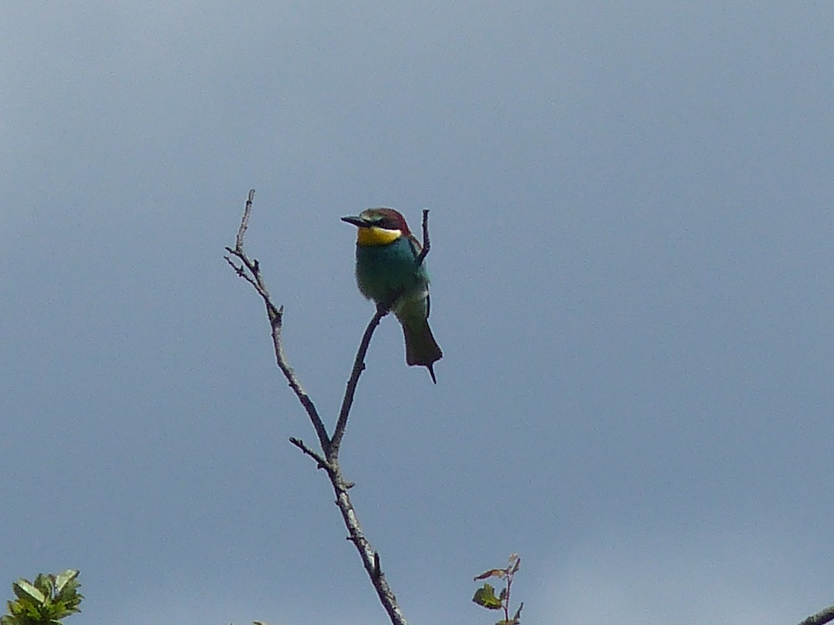 European Bee-eater - ML620453204