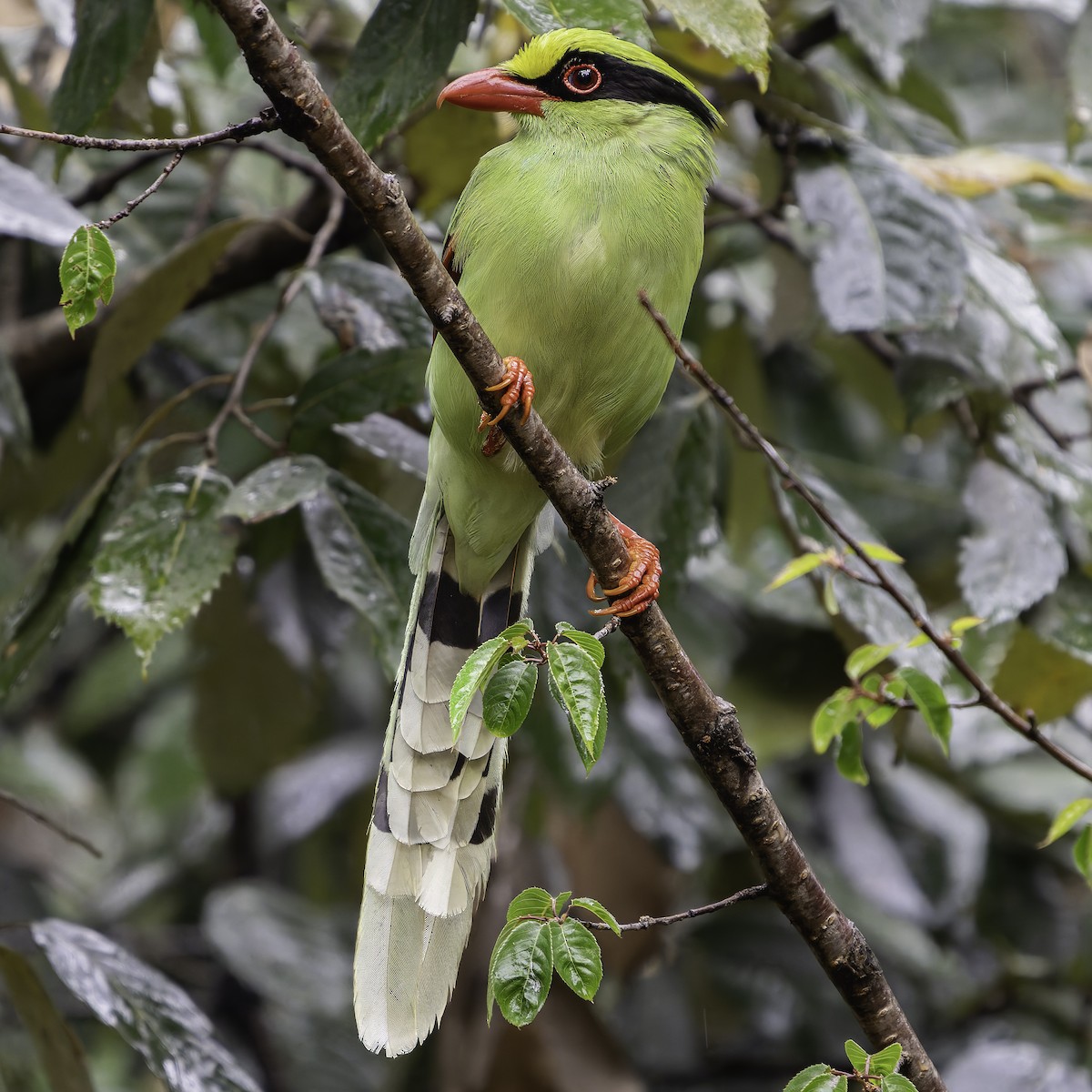 Common Green-Magpie - ML620453229