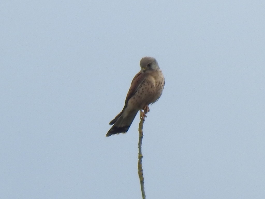 Eurasian Kestrel - ML620453230