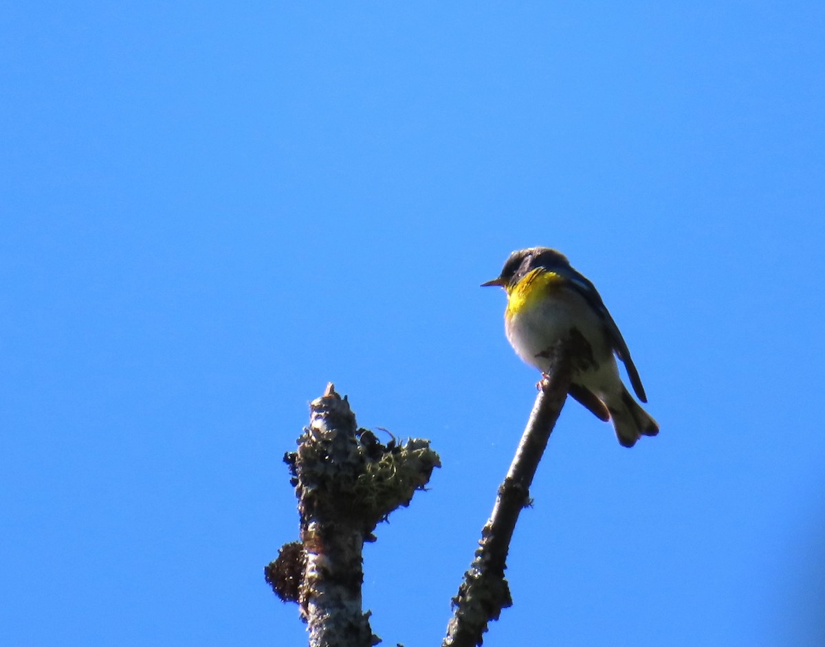 Northern Parula - ML620453231