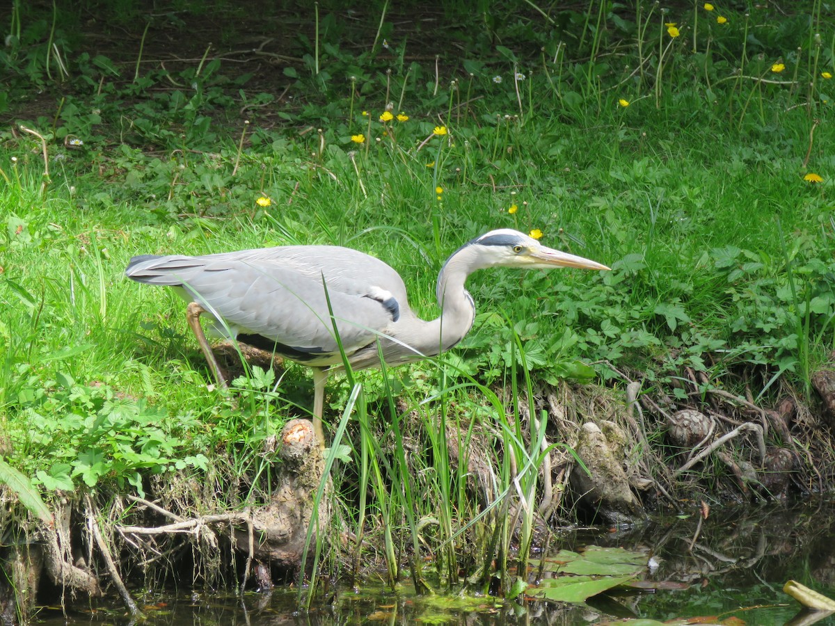 Gray Heron - ML620453232