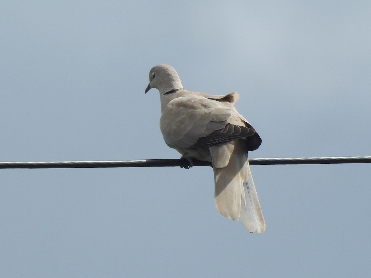 Eurasian Collared-Dove - ML620453237