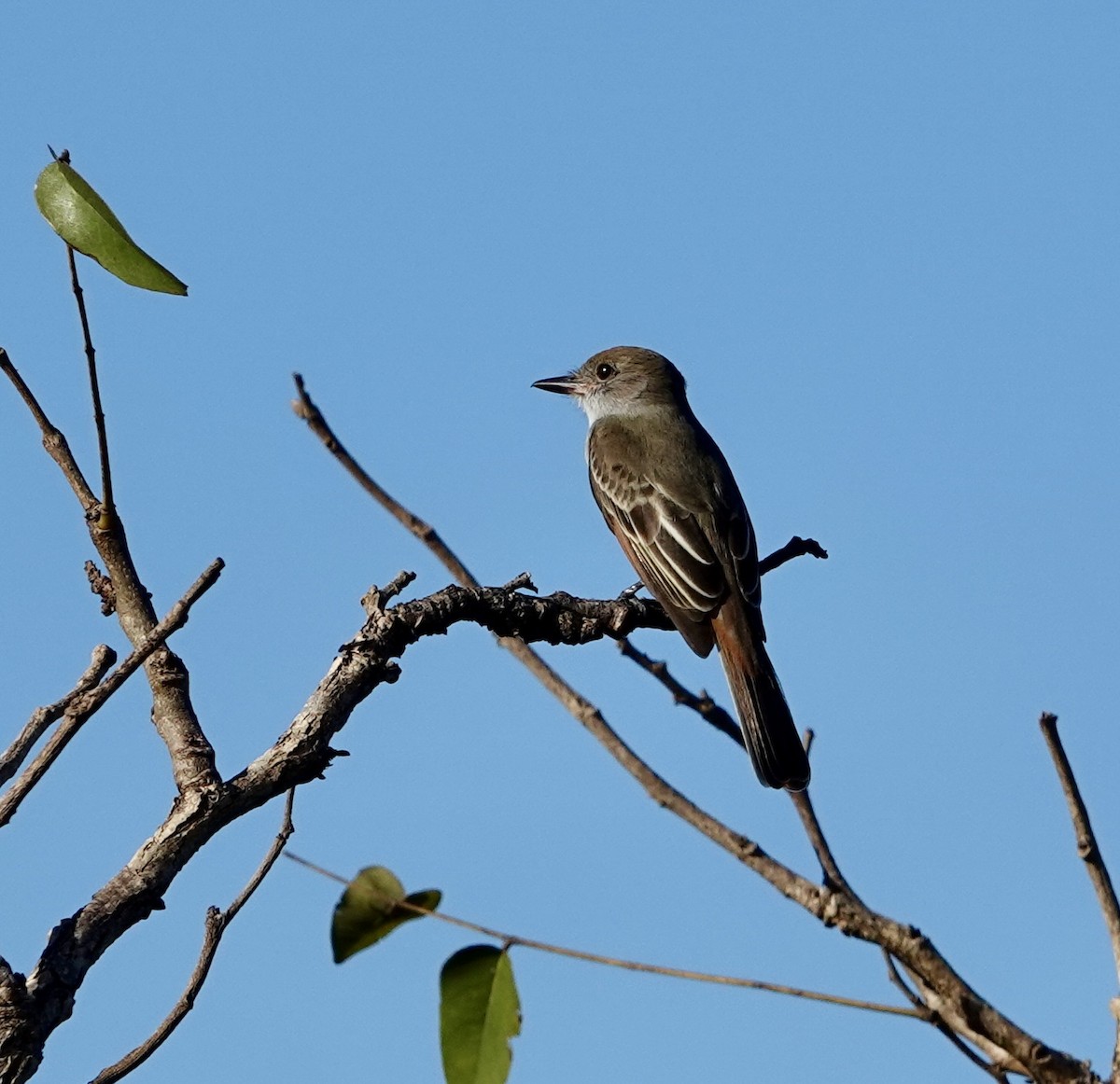 Brown-crested Flycatcher - ML620453238