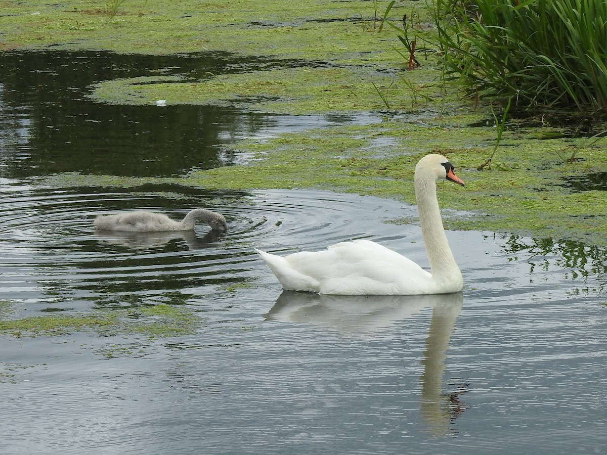 Mute Swan - ML620453241