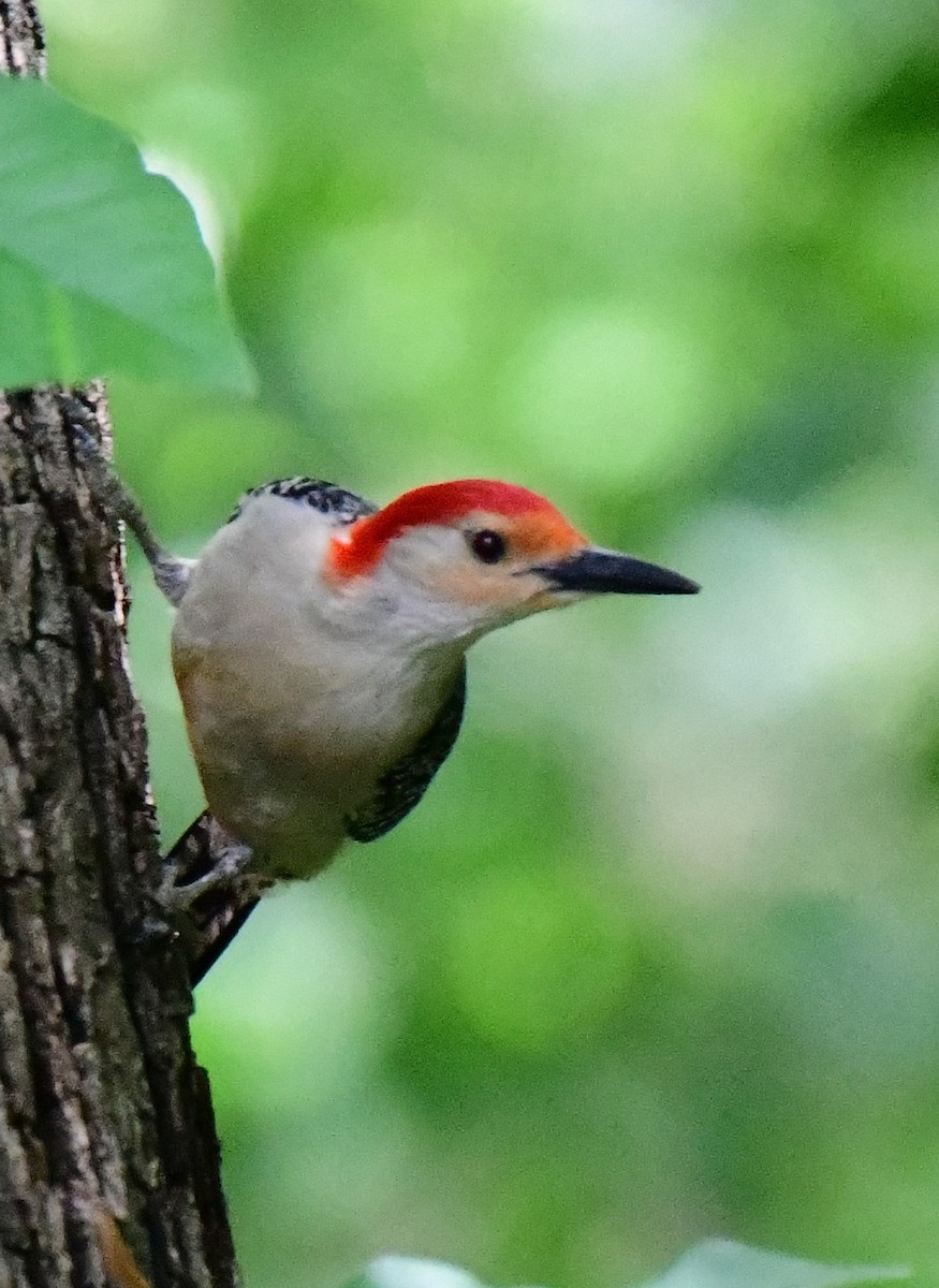 Red-bellied Woodpecker - ML620453244