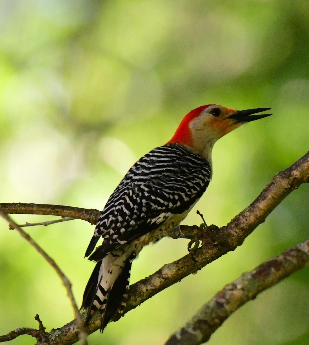 Red-bellied Woodpecker - mike shaw
