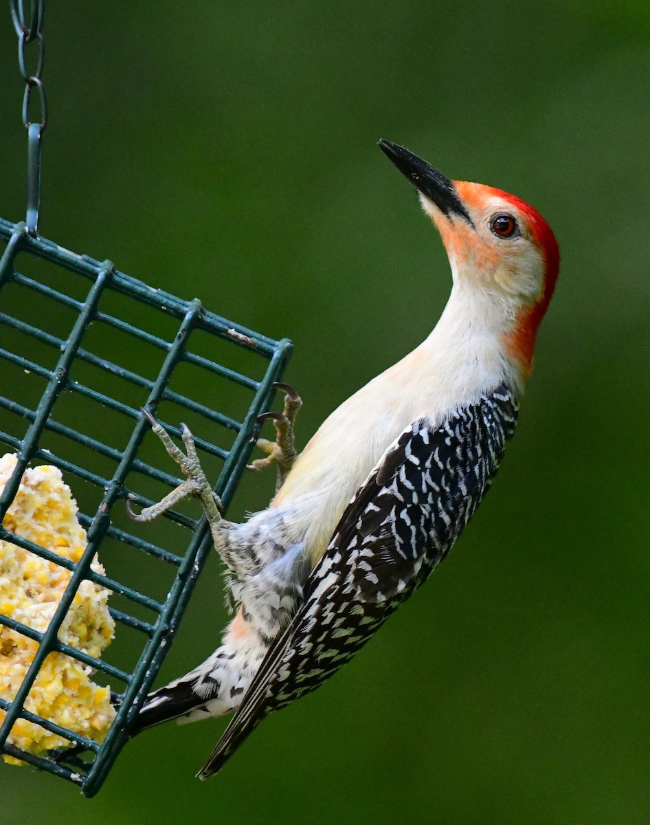 Red-bellied Woodpecker - ML620453246