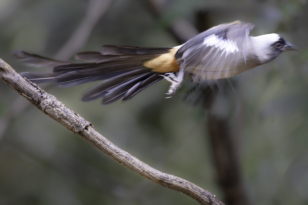 Gray Treepie - ML620453248